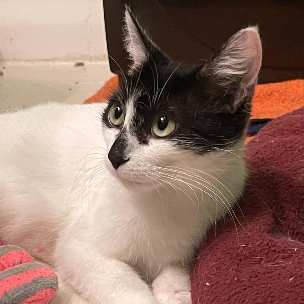 Enlarge Lane, a Adoptable Domestic Short Hair in Springfield, IL image 1/4