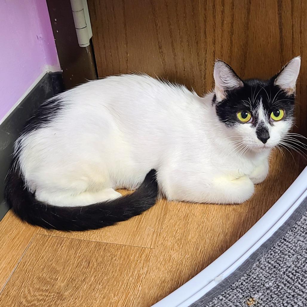 Enlarge Lane, a Adoptable Domestic Short Hair in Springfield, IL image 2/4