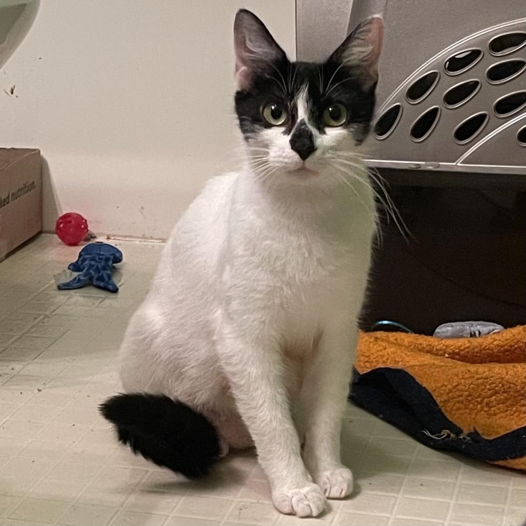 Enlarge Lane, a Adoptable Domestic Short Hair in Springfield, IL image 3/4