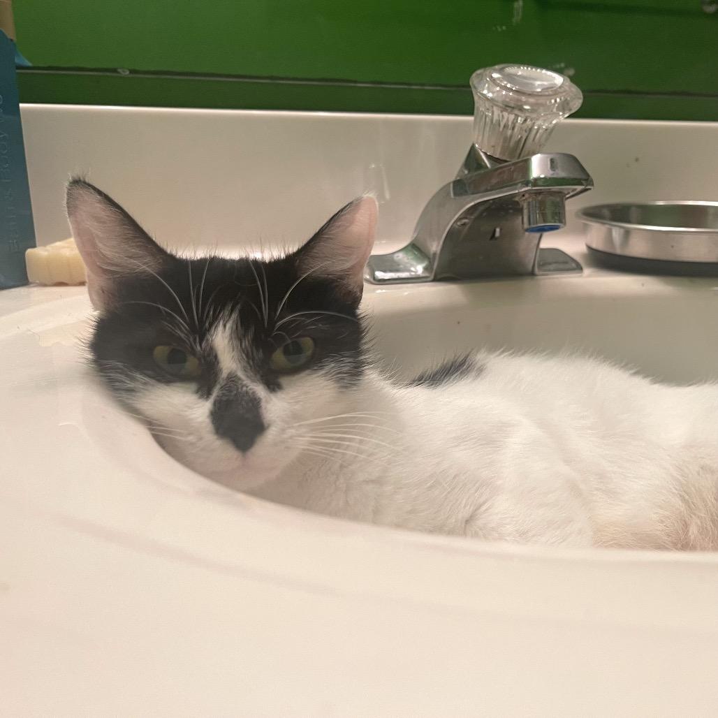 Enlarge Lane, a Adoptable Domestic Short Hair in Springfield, IL image 4/4