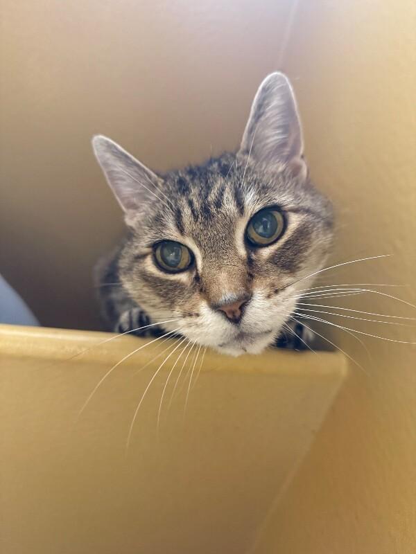 Enlarge Mancos, a Adoptable Domestic Short Hair in Westminster, CO image 1/6