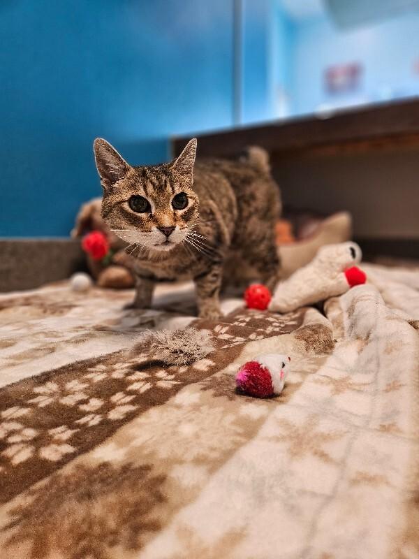 Enlarge Mancos, a Adoptable Domestic Short Hair in Westminster, CO image 6/6