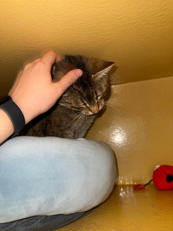 Enlarge Mancos, a Adoptable Domestic Short Hair in Westminster, CO image 2/6