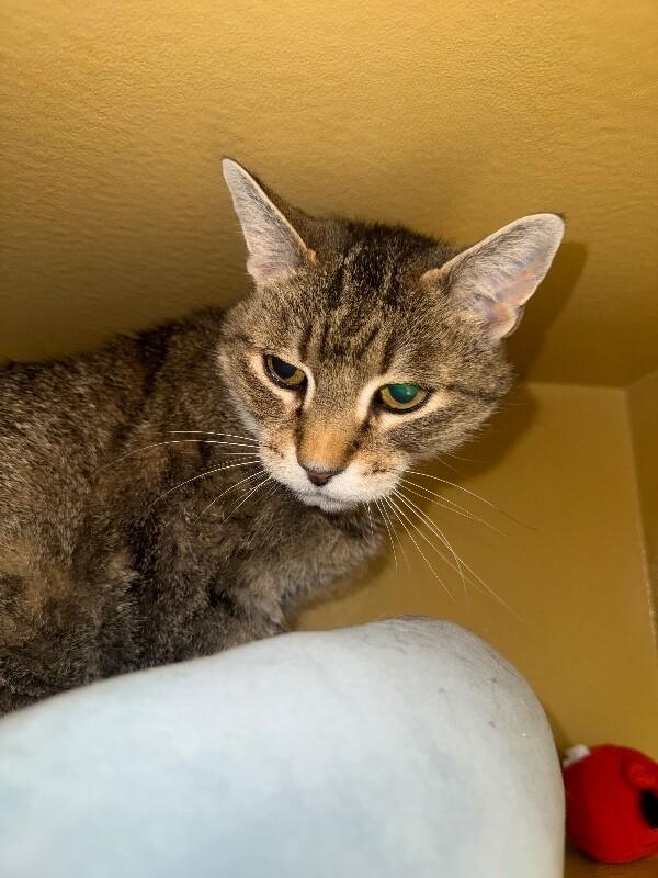 Enlarge Mancos, a Adoptable Domestic Short Hair in Westminster, CO image 3/6