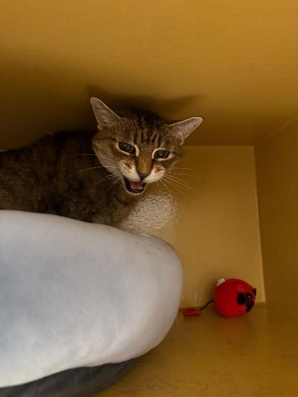 Enlarge Mancos, a Adoptable Domestic Short Hair in Westminster, CO image 4/6