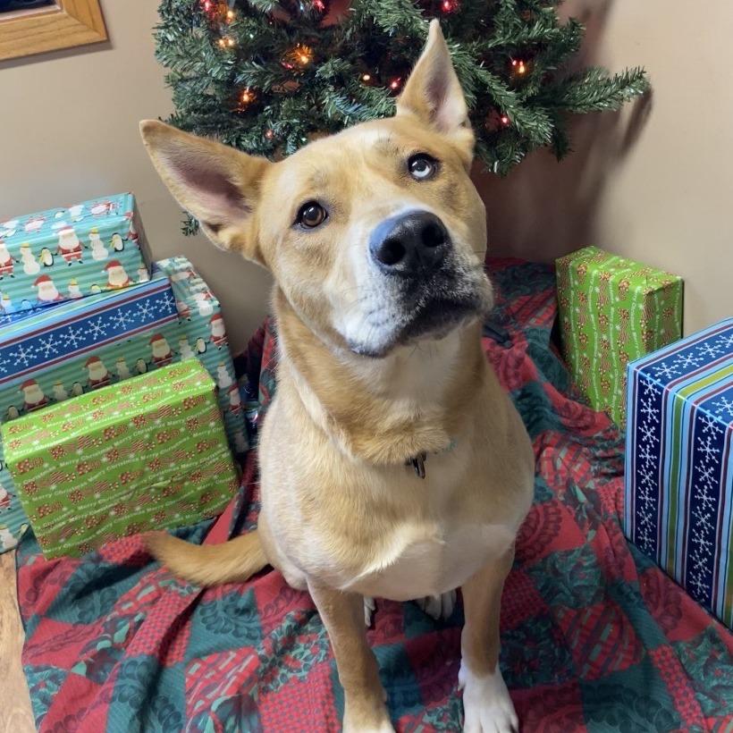 Levi, Adoptable, Adult Male Akita & Siberian Husky.