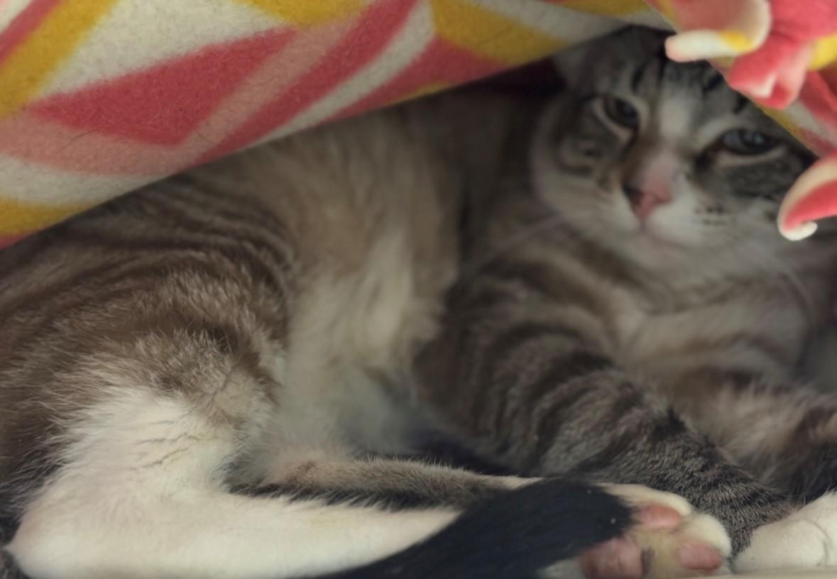 Salt, Young Male Domestic Short Hair