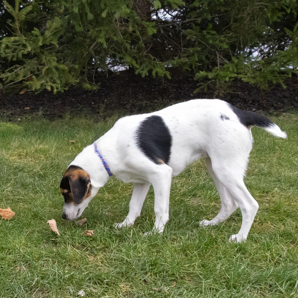 Zoye, a Adoptable mixed breed in Erie, PA image 1/6
