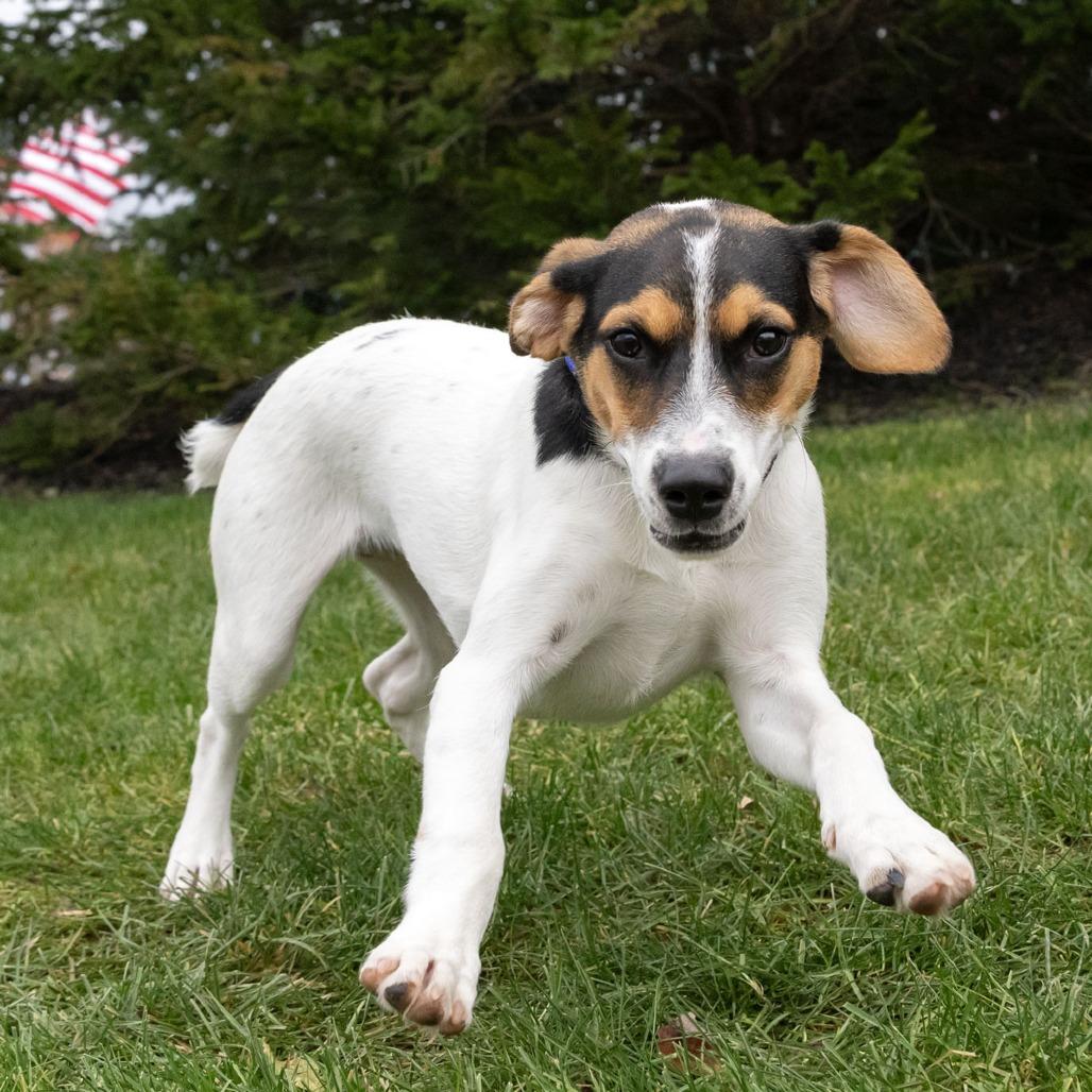 Zoye, a Adoptable mixed breed in Erie, PA image 3/6