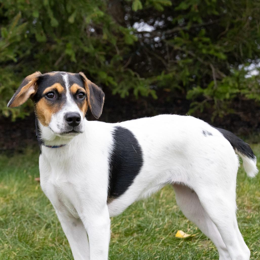 Zoye, a Adoptable mixed breed in Erie, PA image 5/6