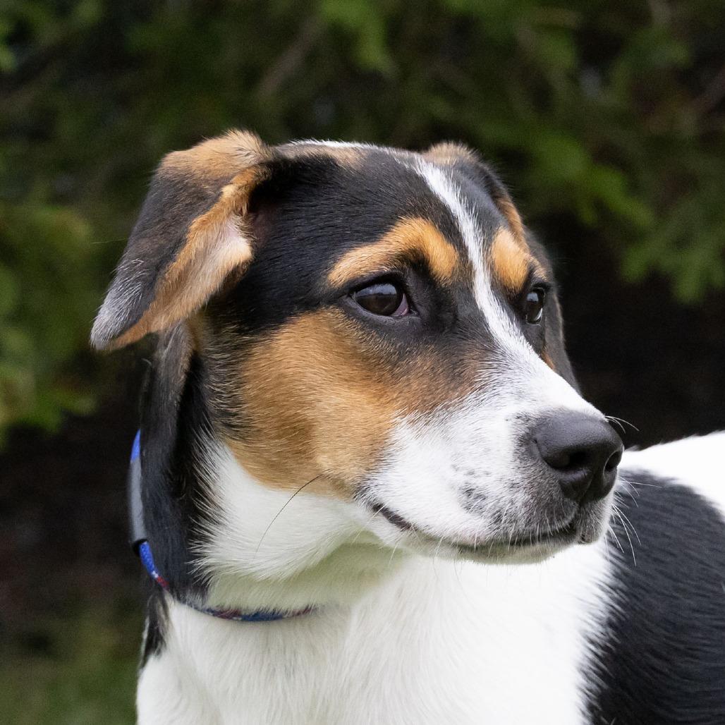 Zoye, a Adoptable mixed breed in Erie, PA image 6/6