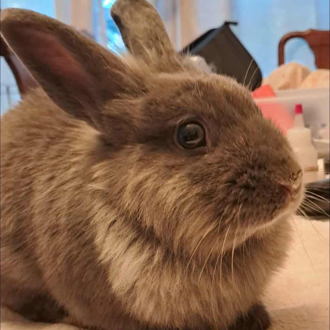 Enlarge Toby, an adopted Lionhead in Huntsville, AL image 1/6