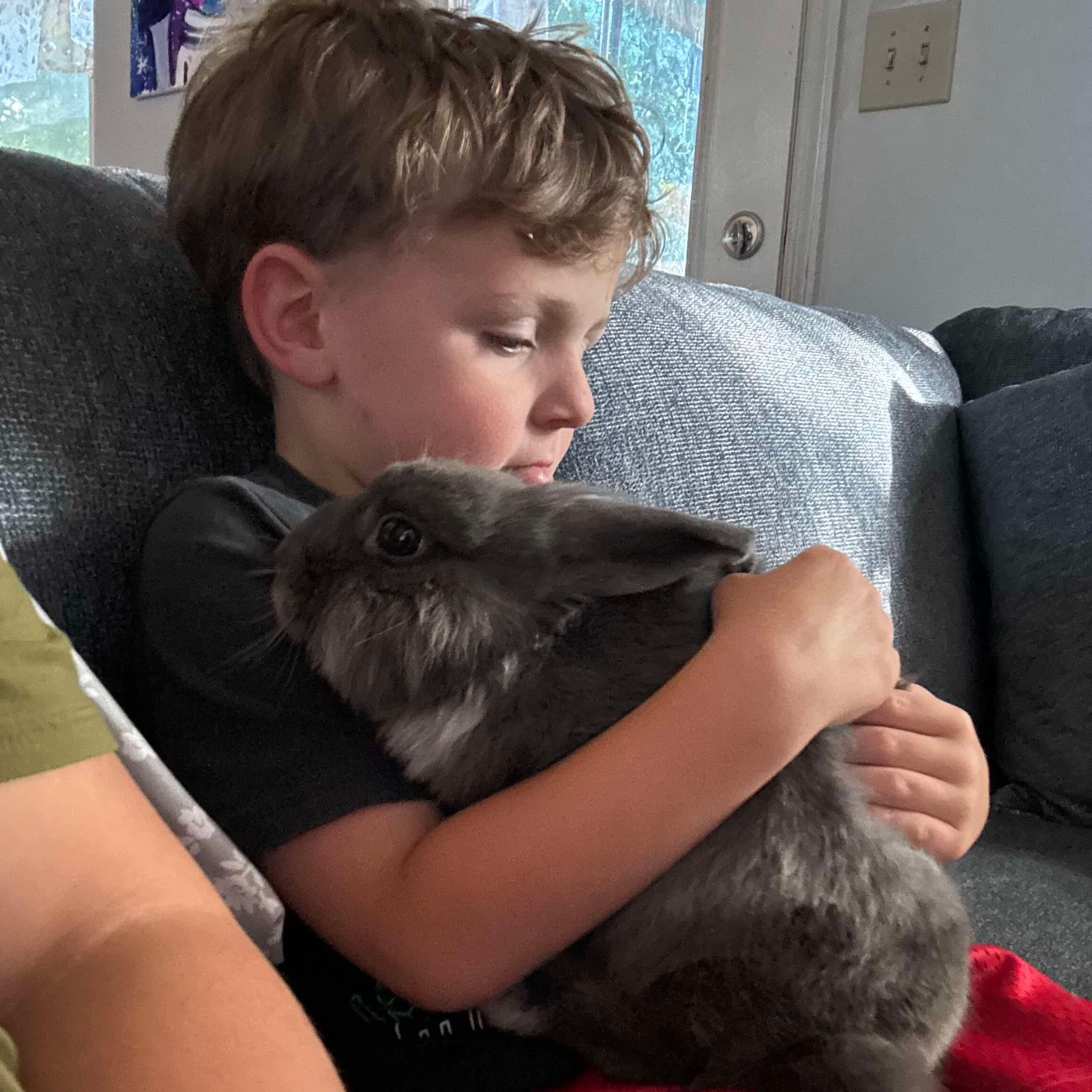 Enlarge Toby, an adopted Lionhead in Huntsville, AL image 4/6