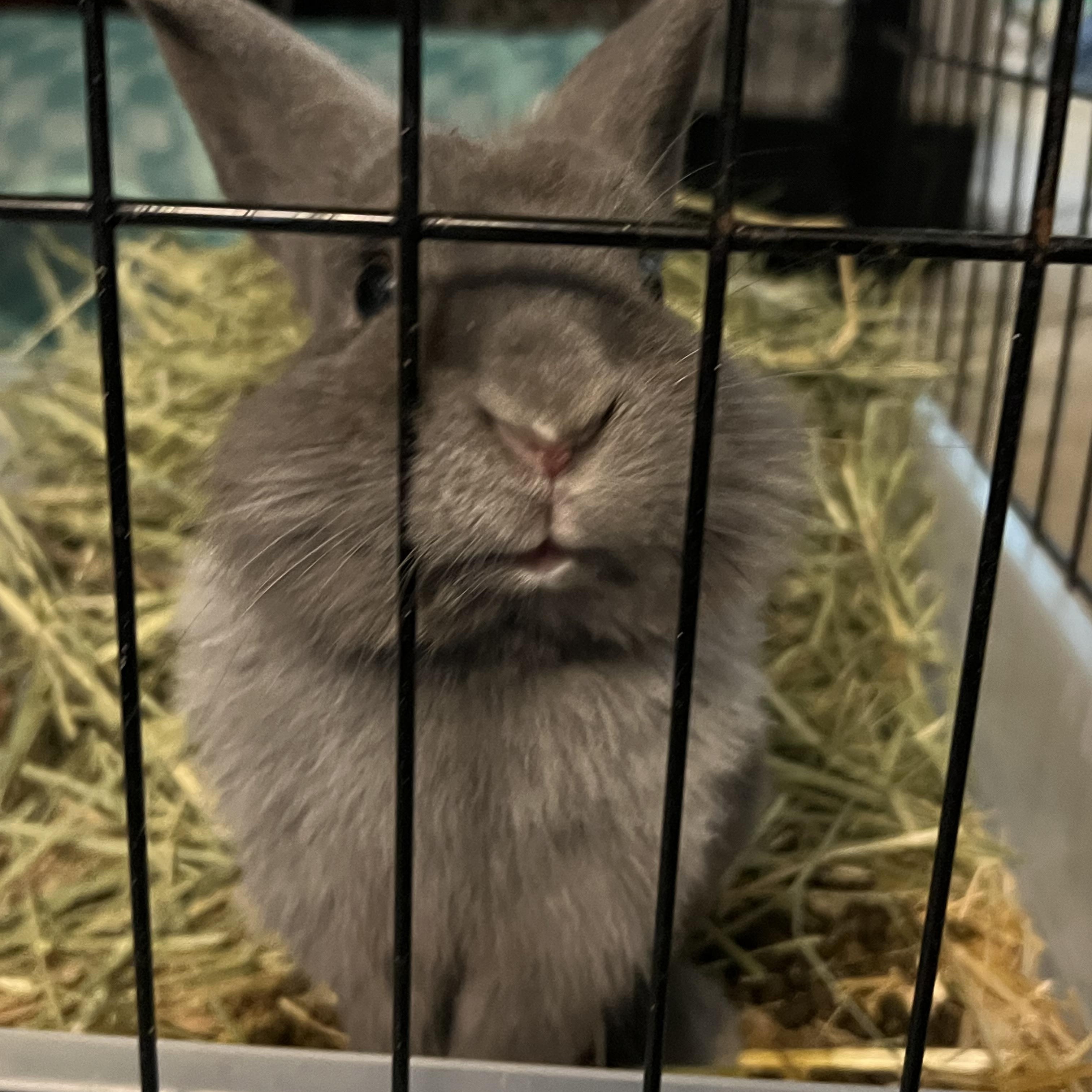 Enlarge Toby, an adopted Lionhead in Huntsville, AL image 5/6