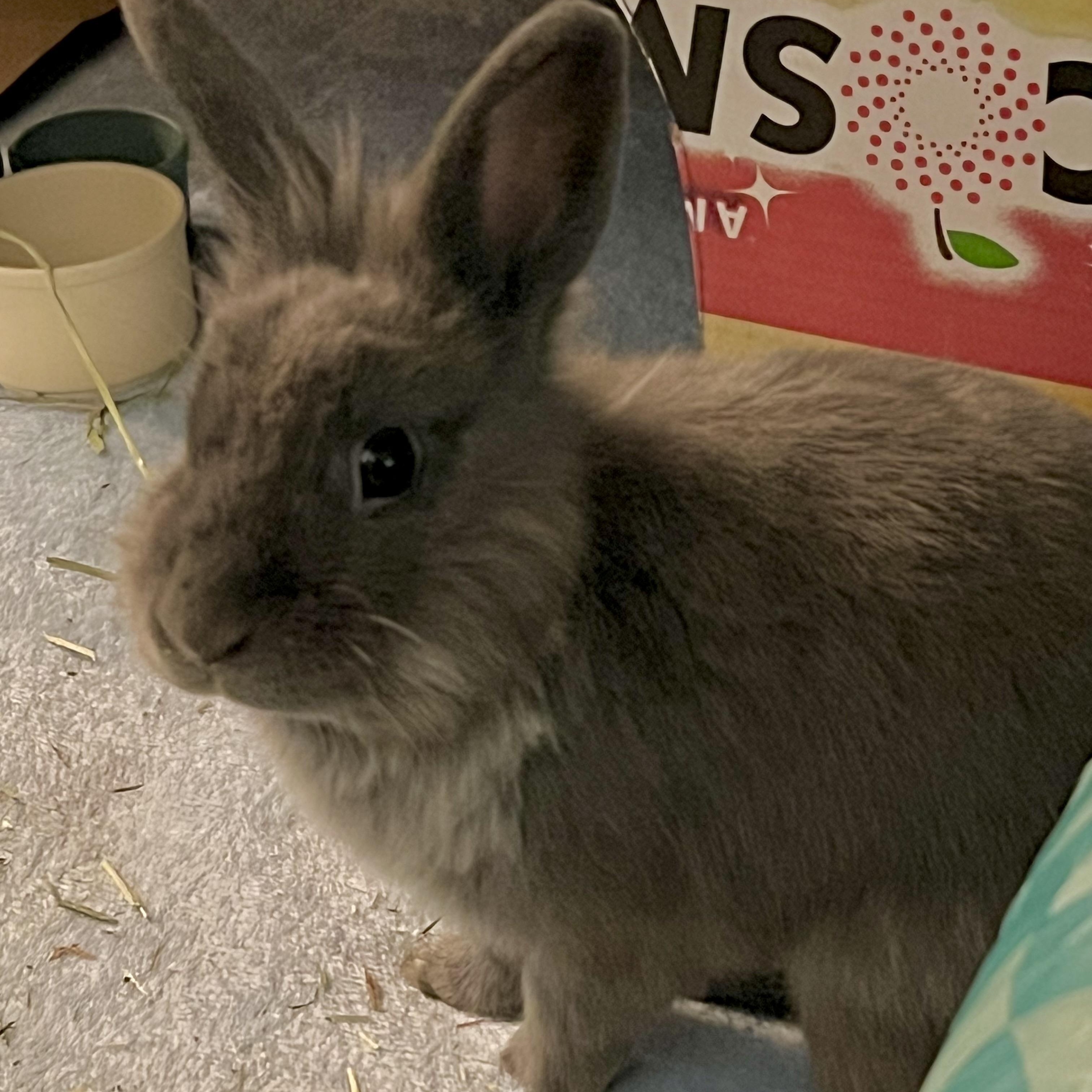 Enlarge Toby, an adopted Lionhead in Huntsville, AL image 3/6