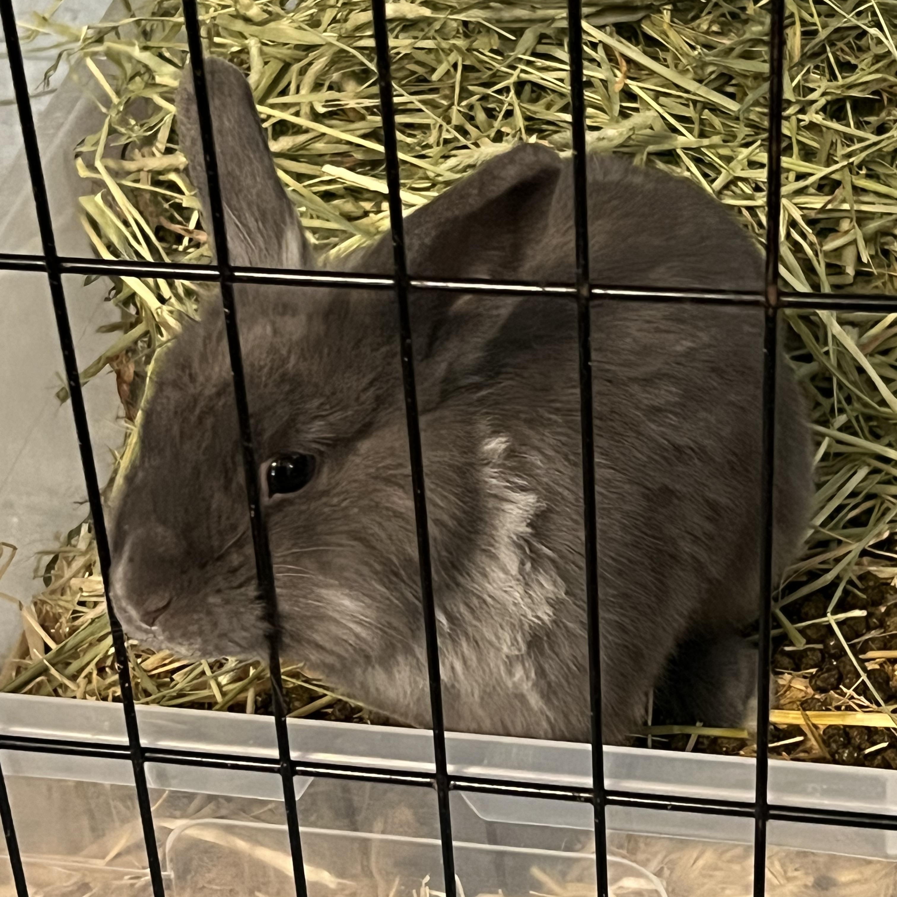 Enlarge Toby, an adopted Lionhead in Huntsville, AL image 6/6