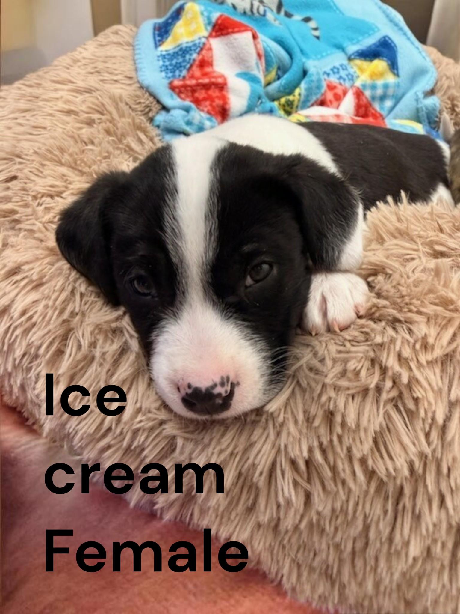 Enlarge Ice Cream, an adopted Mixed Breed in Mauston, WI image 1/1
