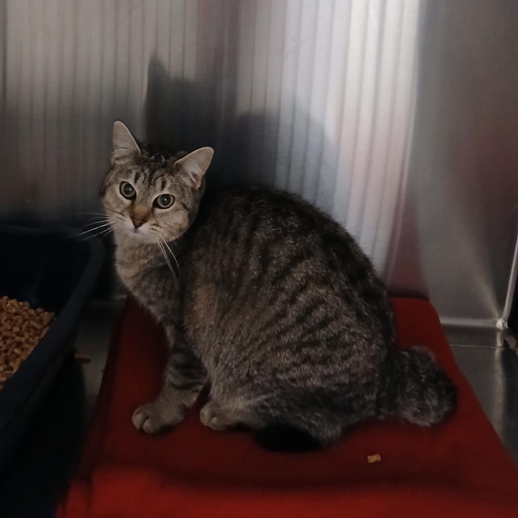 Driftwood, Adoptable, Young Female Domestic Short Hair.