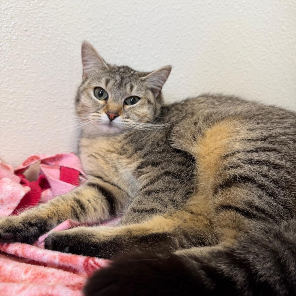 Driftwood, a Adoptable Domestic Short Hair in Cody, WY image 2/2