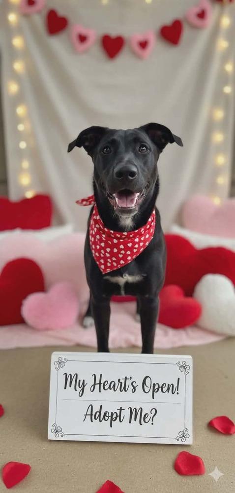 Gouda, a Adoptable mixed breed in Sealy, TX image 1/6