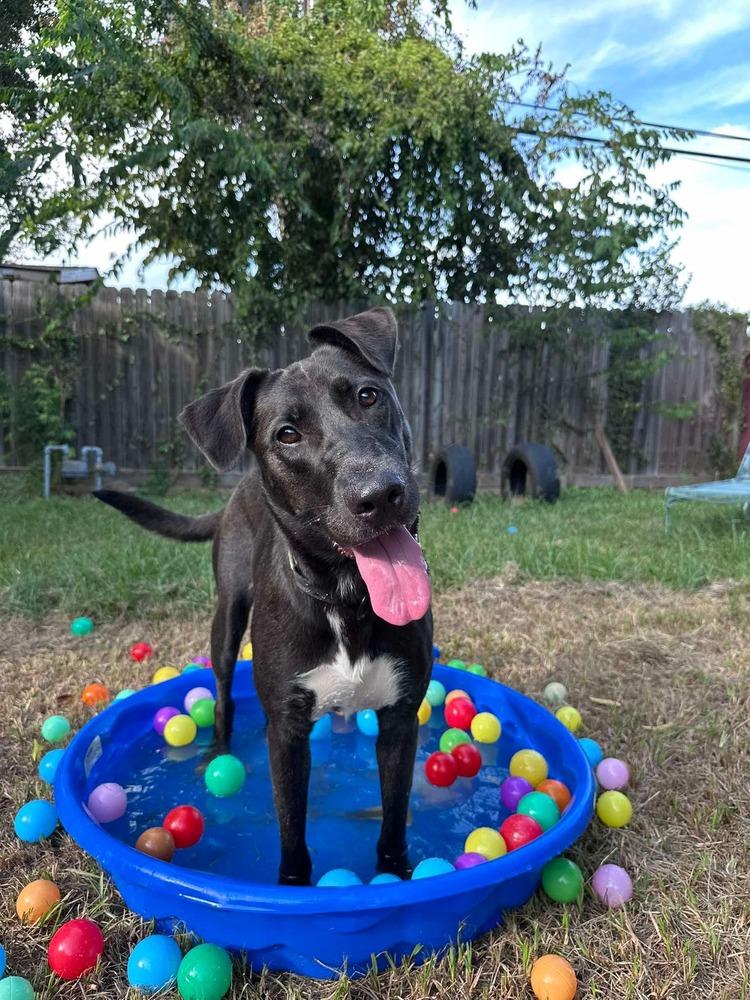 Gouda, Adoptable, Adult Female German Shepherd Dog.