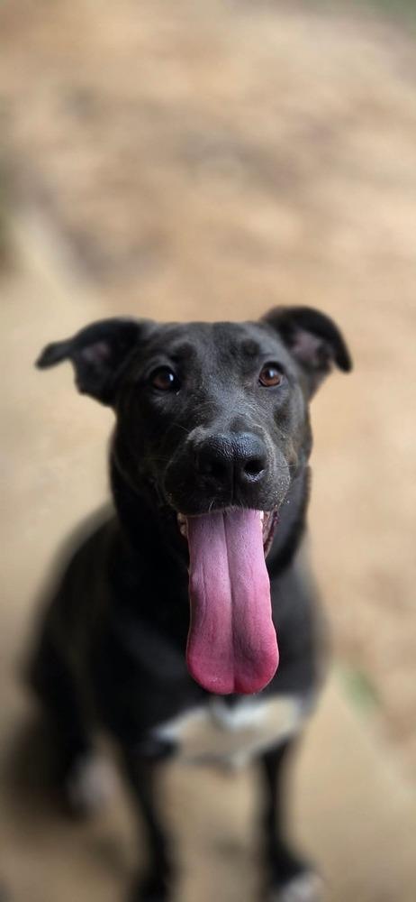 Enlarge Gouda, a Adoptable mixed breed in Sealy, TX image 2/6