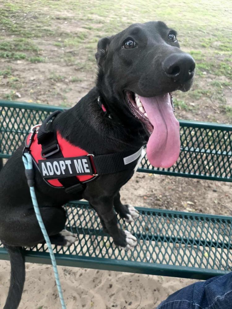 Gouda, a Adoptable mixed breed in Sealy, TX image 2/6