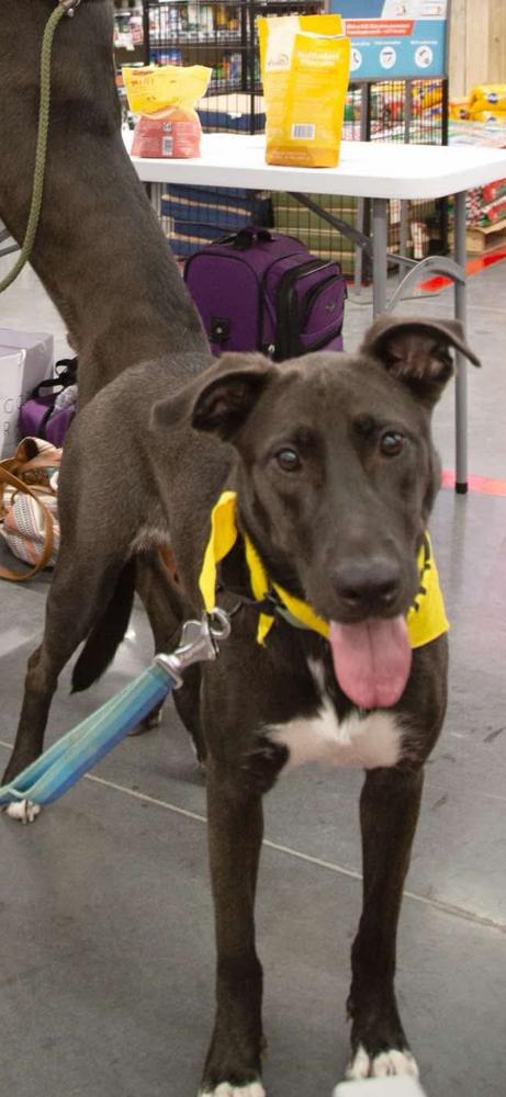 Enlarge Gouda, a Adoptable mixed breed in Sealy, TX image 4/6