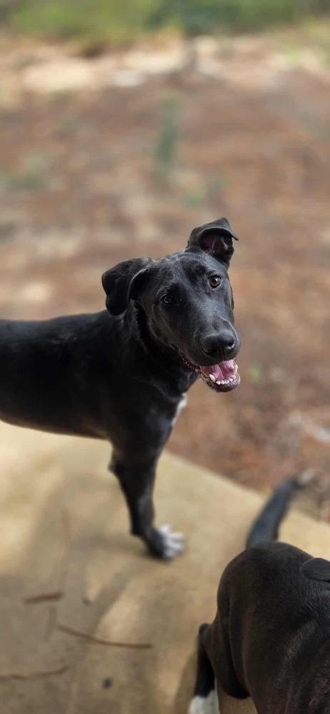 Gouda, a Adoptable mixed breed in Sealy, TX image 3/6