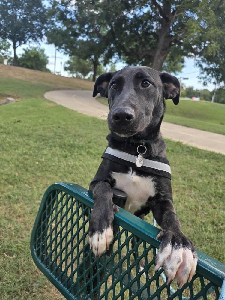 Gouda, a Adoptable mixed breed in Sealy, TX image 4/6
