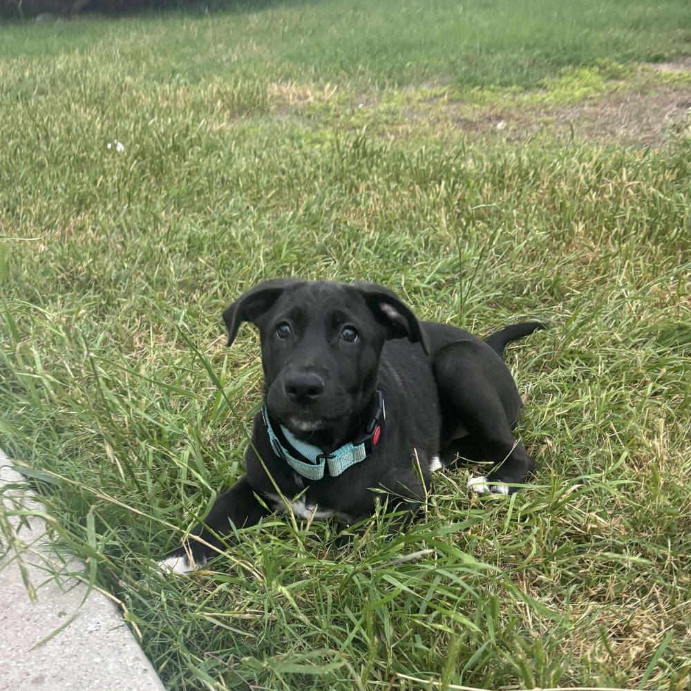 Gouda, a Adoptable mixed breed in Sealy, TX image 5/6
