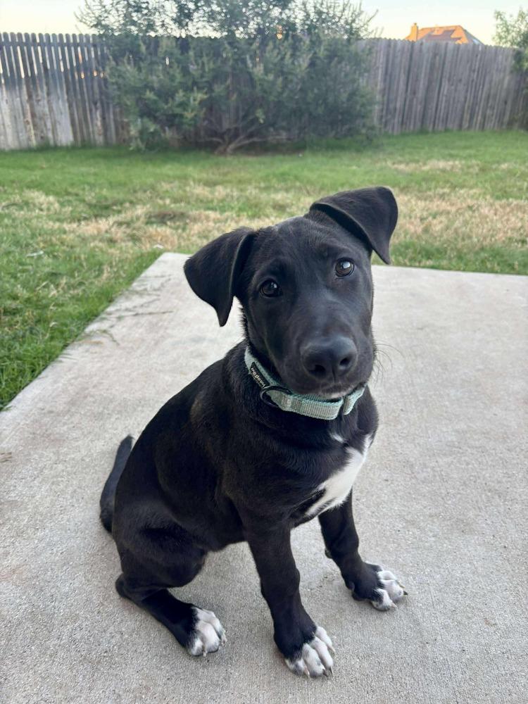 Gouda, a Adoptable mixed breed in Sealy, TX image 6/6