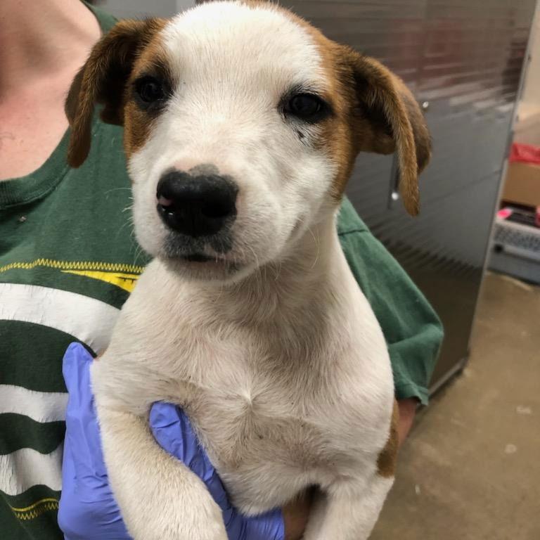 Gemini, Adoptable, Puppy Female Terrier.