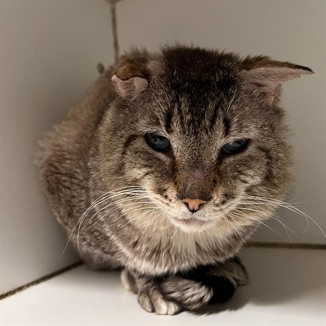 Enlarge BUNNY, a Adoptable Domestic Short Hair in Methuen, MA image 1/1