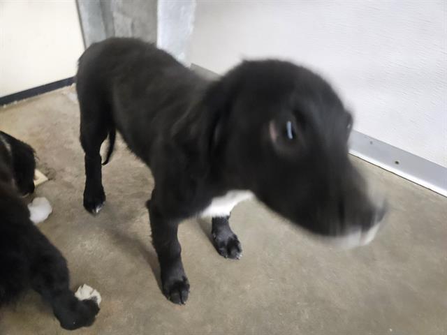 Enlarge BEAR, a Adoptable mixed breed in Panama City, FL image 1/1