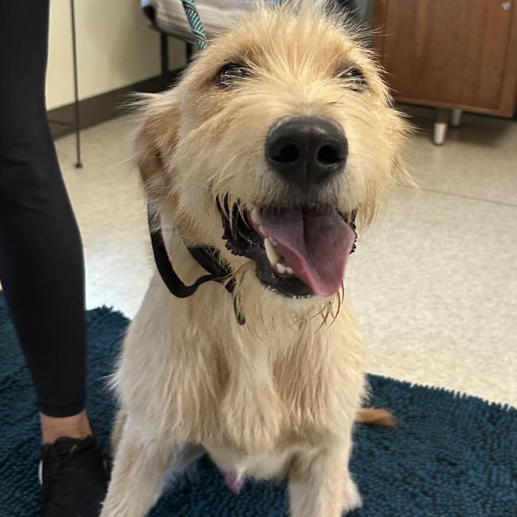 Scout, Adoptable, Adult Male Golden Retriever & Poodle.