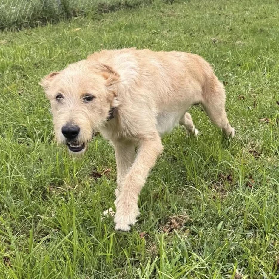 Enlarge Scout, a Adoptable mixed breed in Harrisville, WV image 2/5