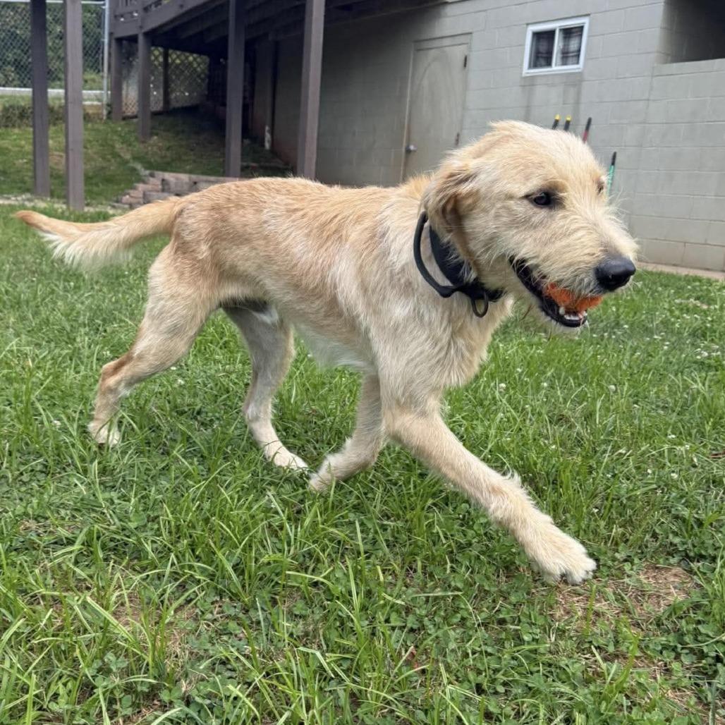 Enlarge Scout, a Adoptable mixed breed in Harrisville, WV image 3/5