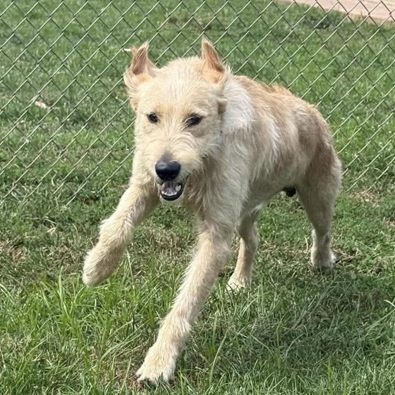 Enlarge Scout, a Adoptable mixed breed in Harrisville, WV image 4/5