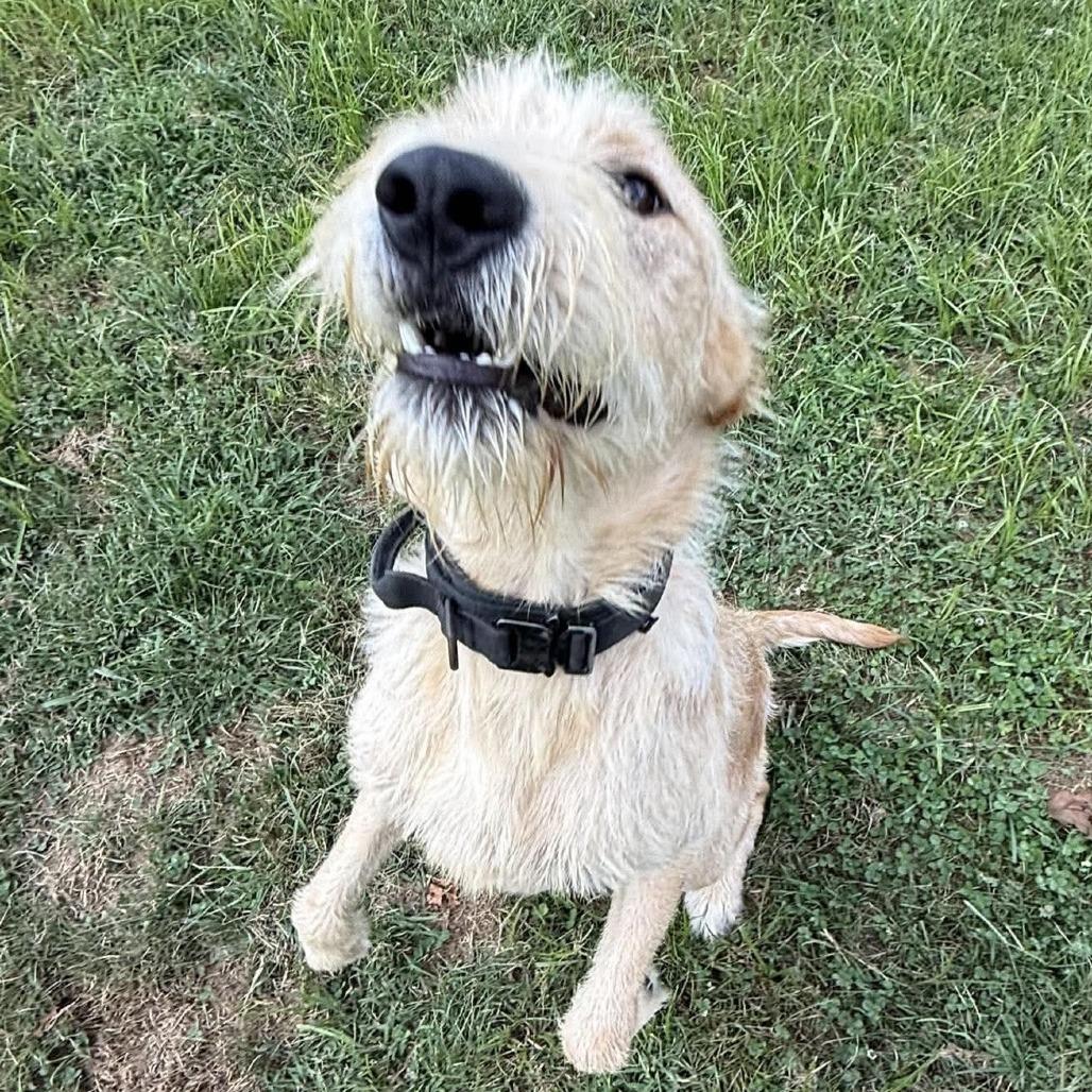 Enlarge Scout, a Adoptable mixed breed in Harrisville, WV image 5/5