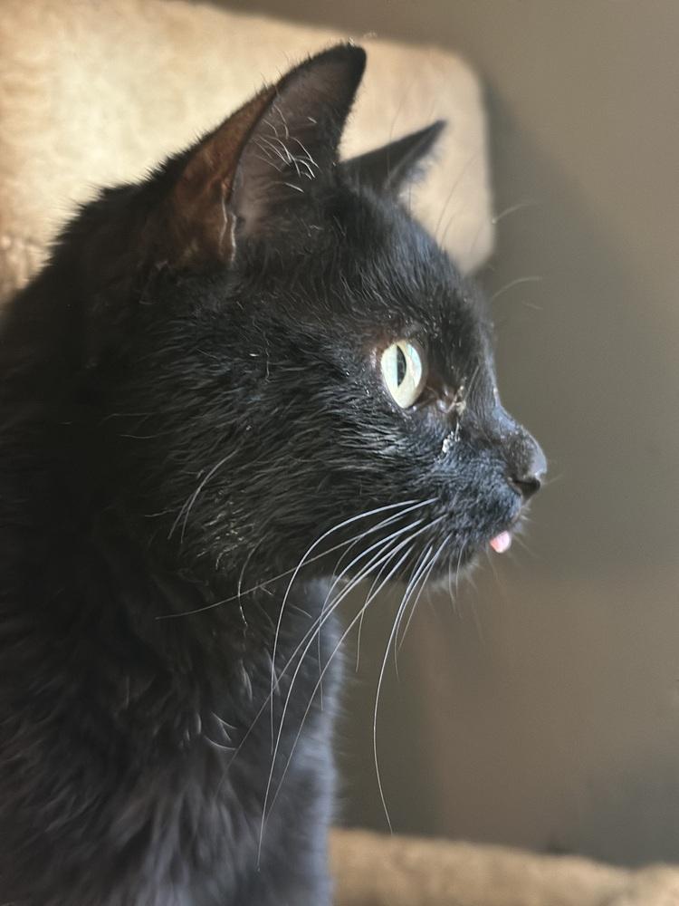 O'Malley, Adoptable, Adult Male Domestic Short Hair.