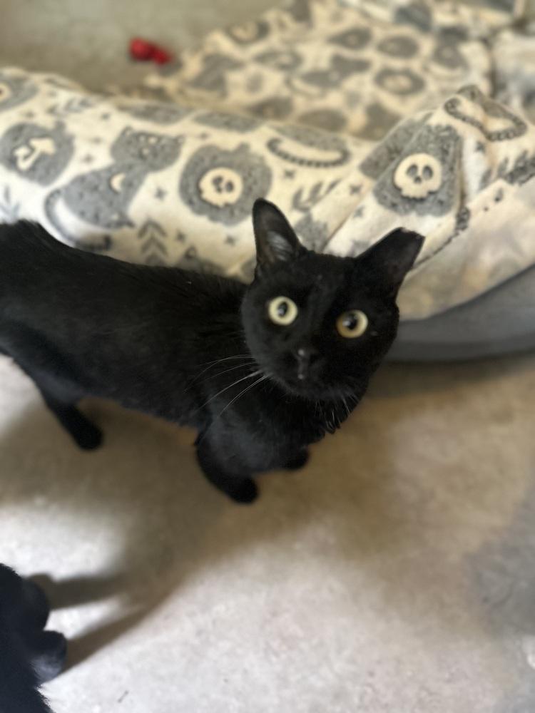 O'Malley, a Adoptable Domestic Short Hair in Bonita, CA image 2/3