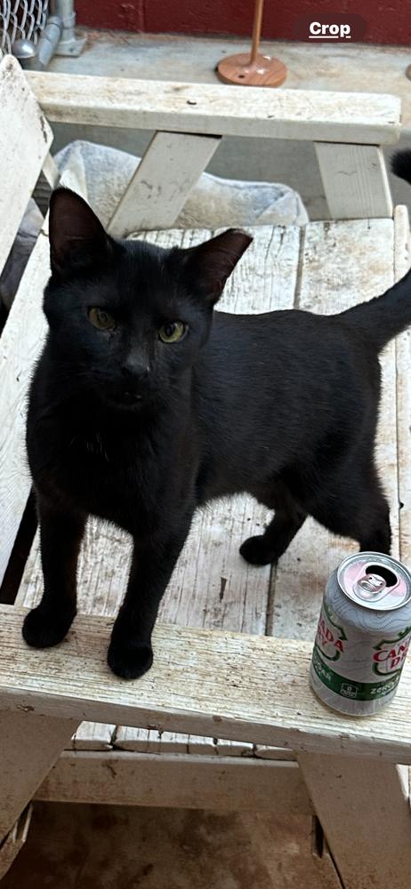 O'Malley, a Adoptable Domestic Short Hair in Bonita, CA image 3/3