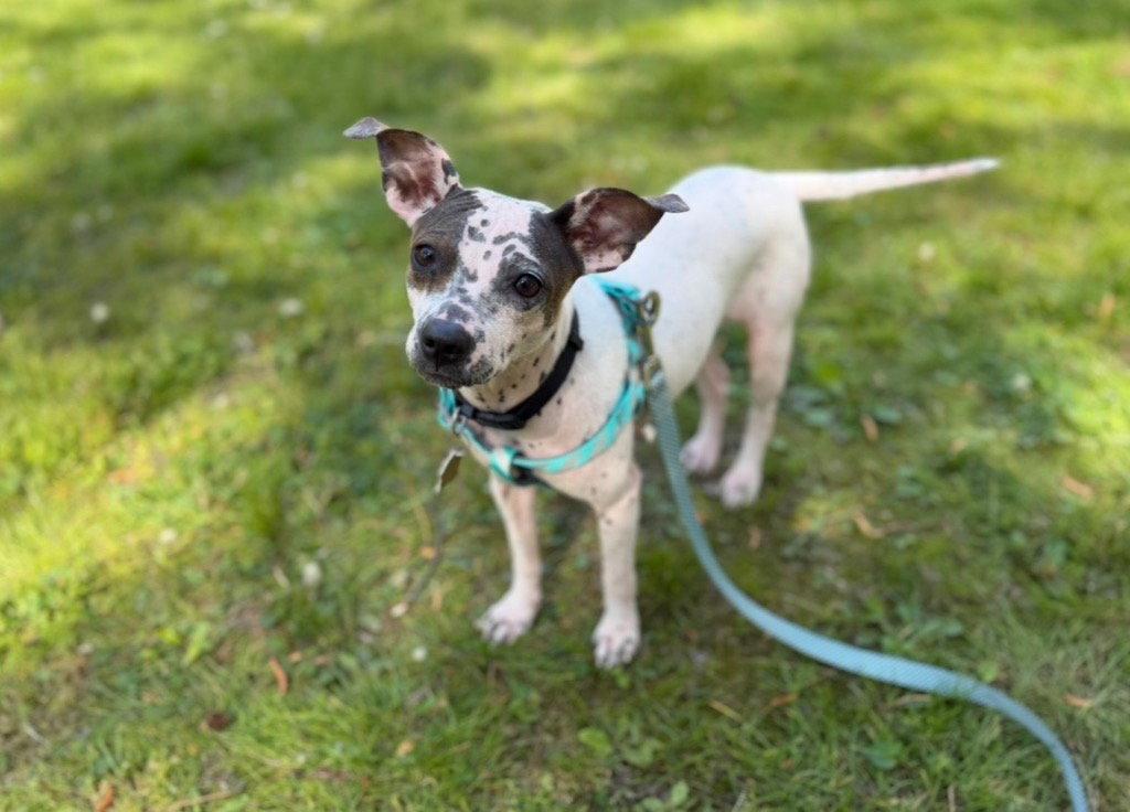 Bijou, Adoptable, Young Female Chihuahua & Terrier.