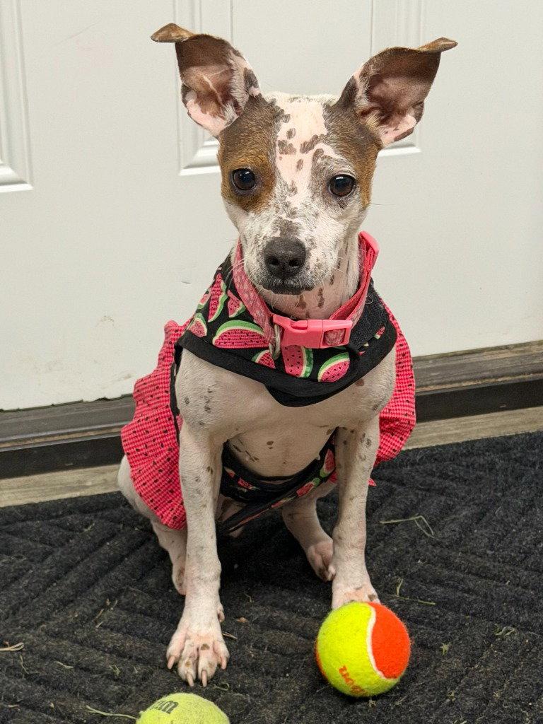 Bijou, a Adoptable mixed breed in Ellijay, GA image 3/3