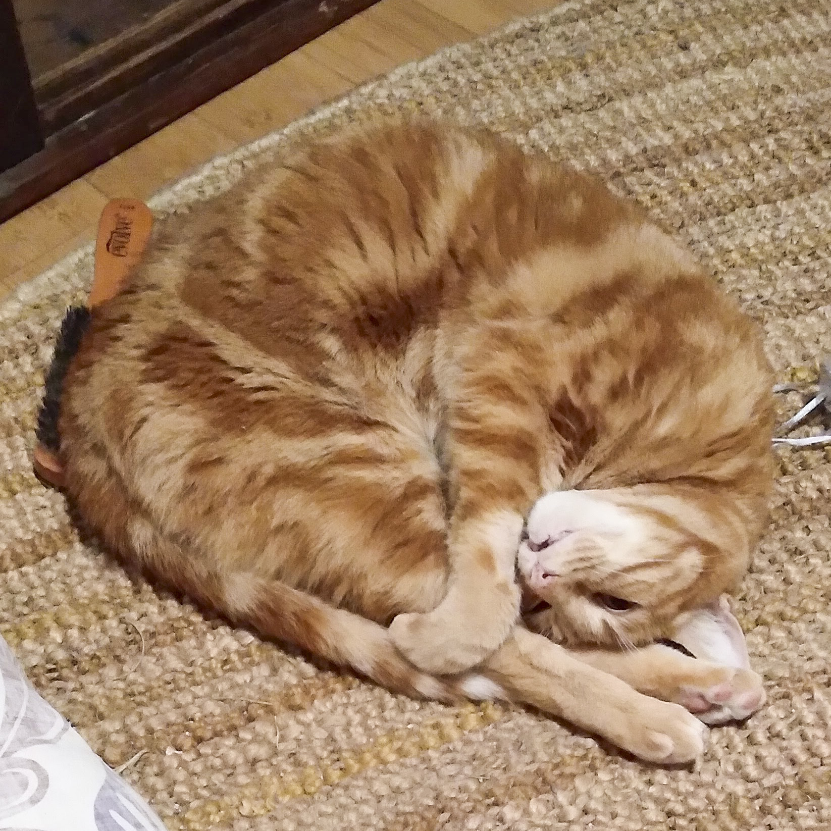 Enlarge Cheerio, a Adoptable Tabby in Benicia, CA image 3/5