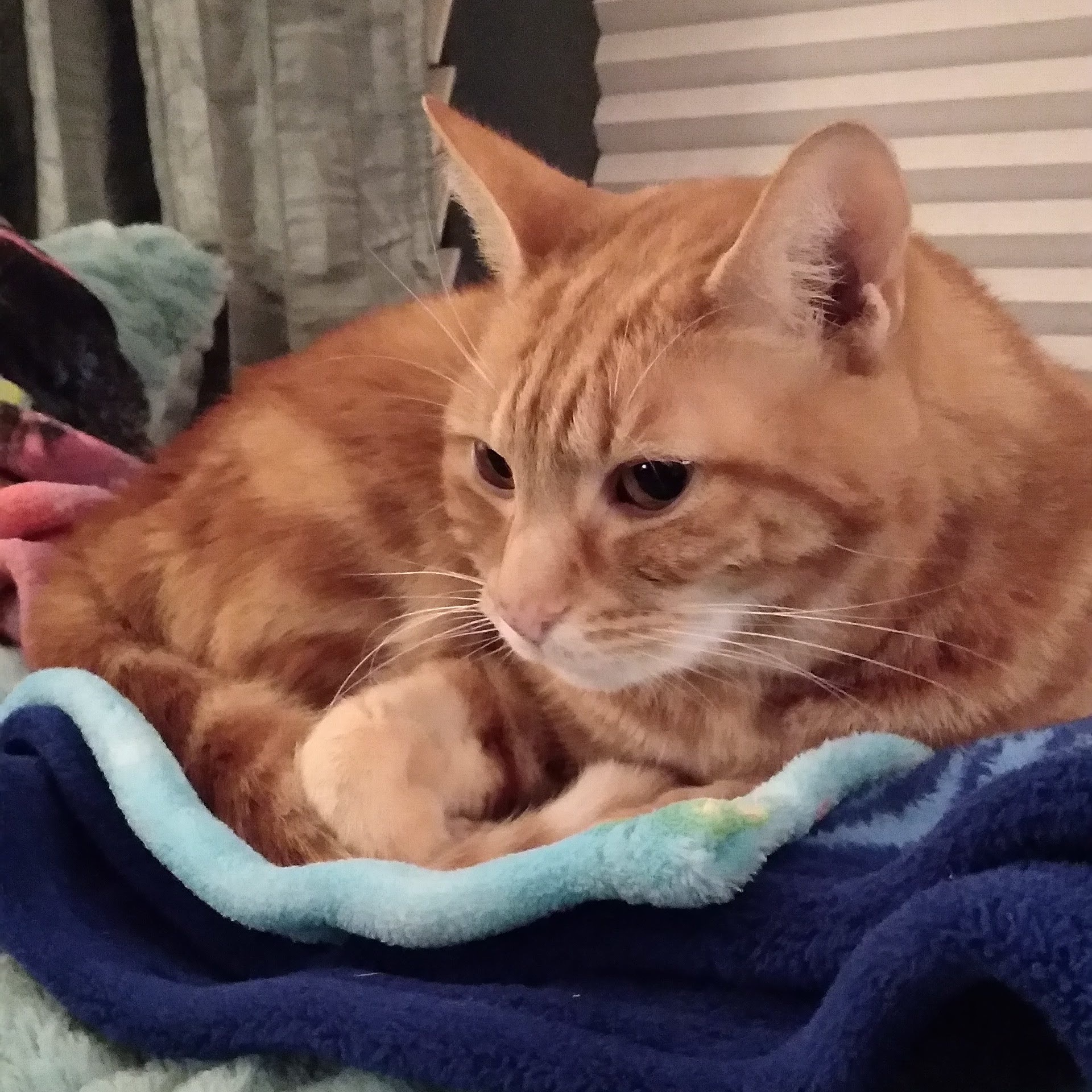 Enlarge Cheerio, a Adoptable Tabby in Benicia, CA image 4/5