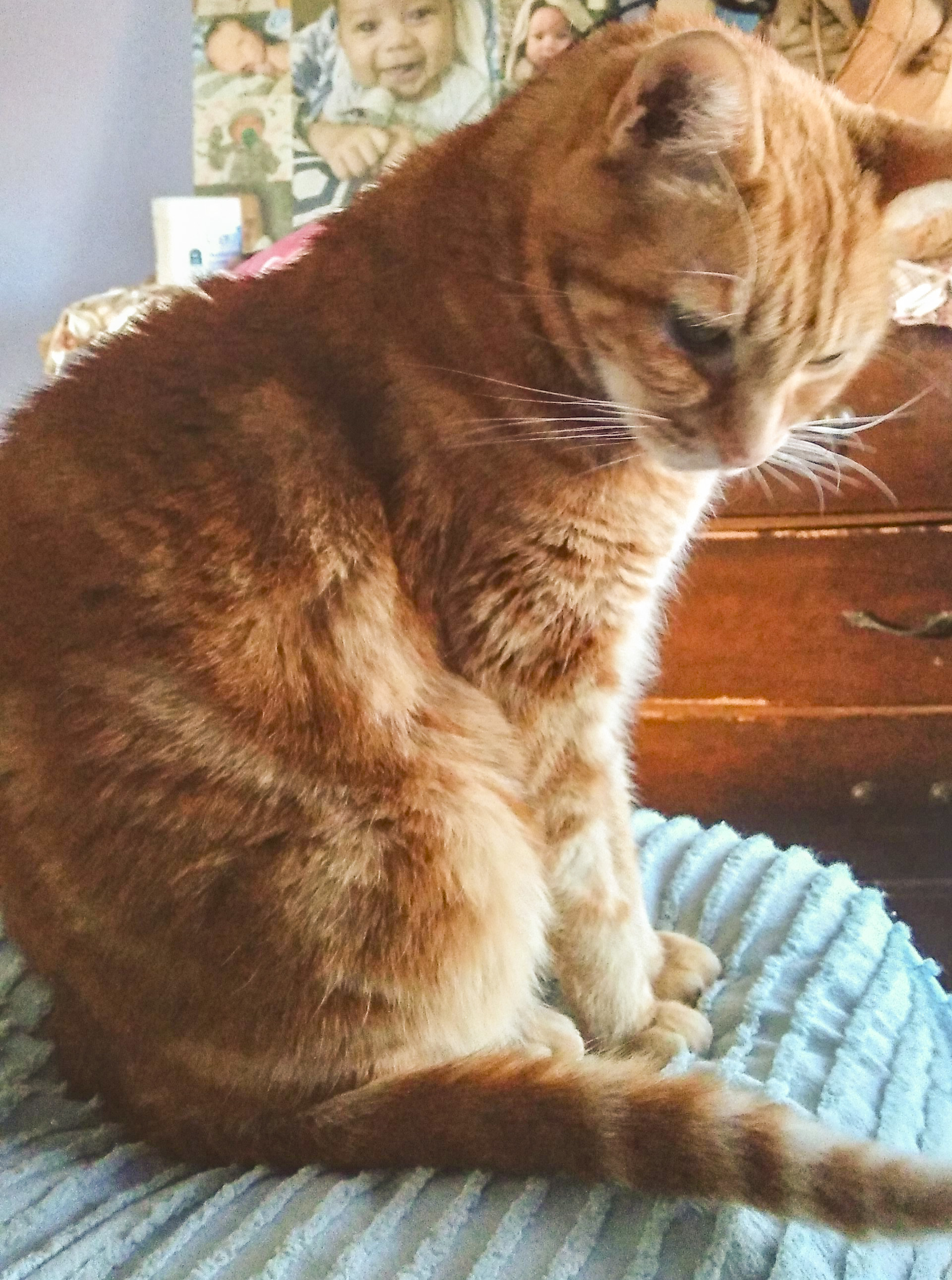 Enlarge Cheerio, a Adoptable Tabby in Benicia, CA image 5/5