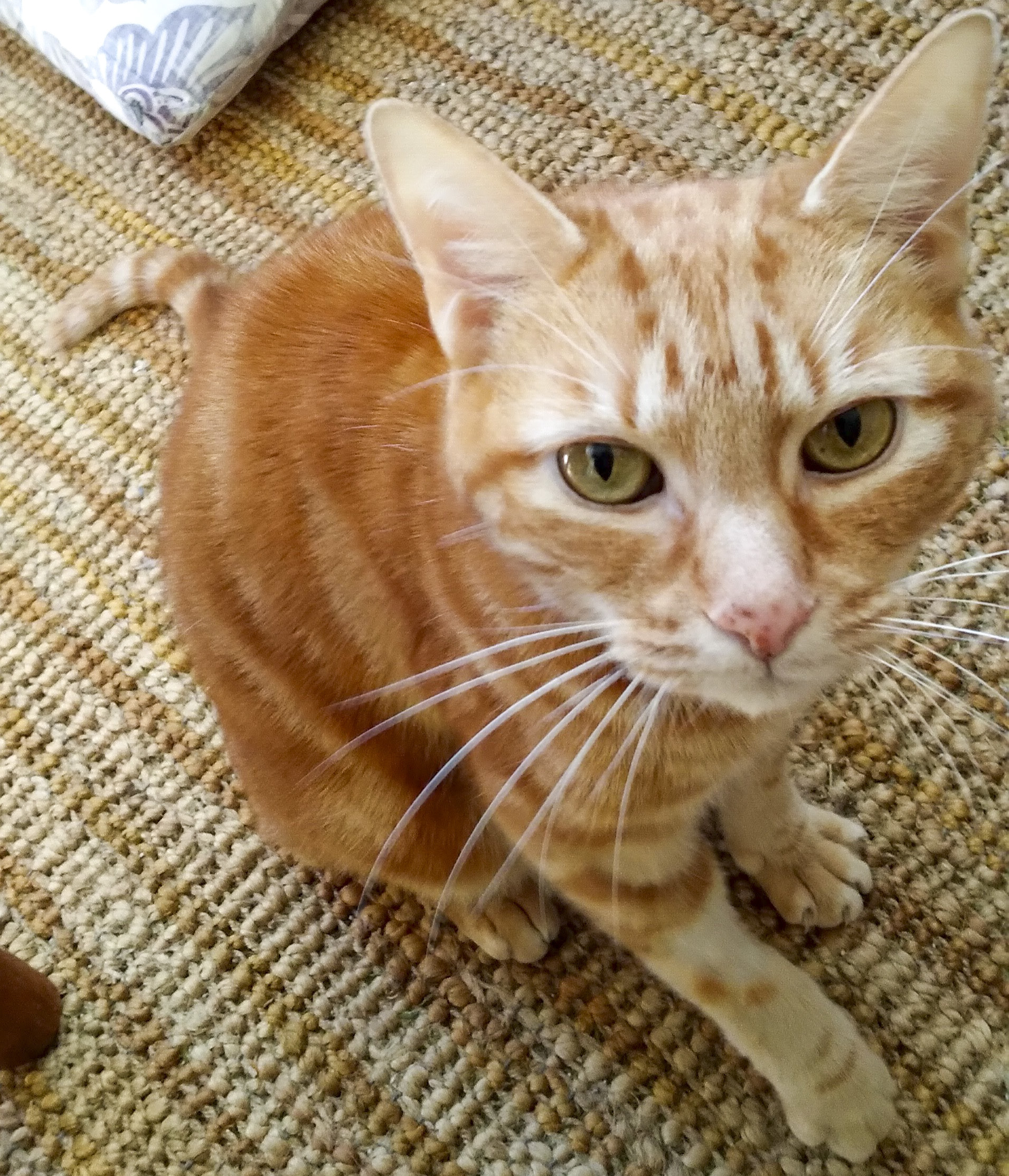 Cheerio, Adoptable, Senior Male Tabby.