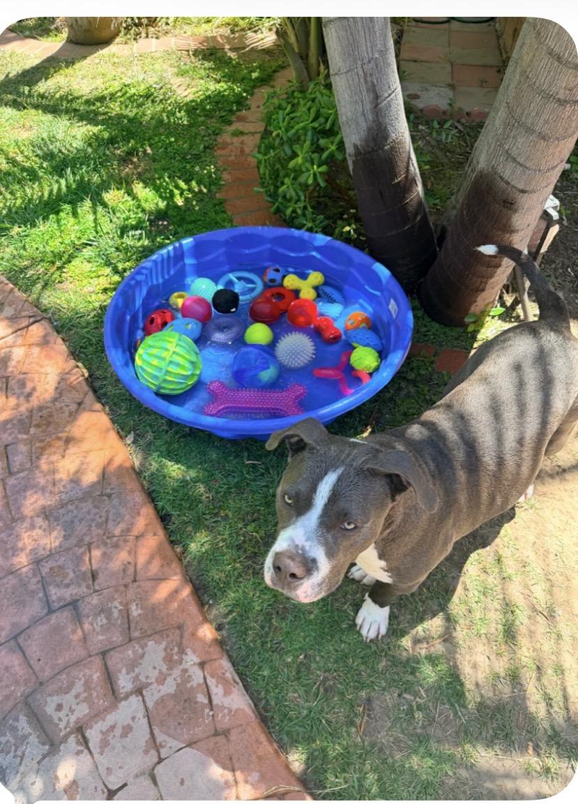 Enlarge Kona, a Adoptable Pit Bull Terrier in Laguna Niguel, CA image 5/6